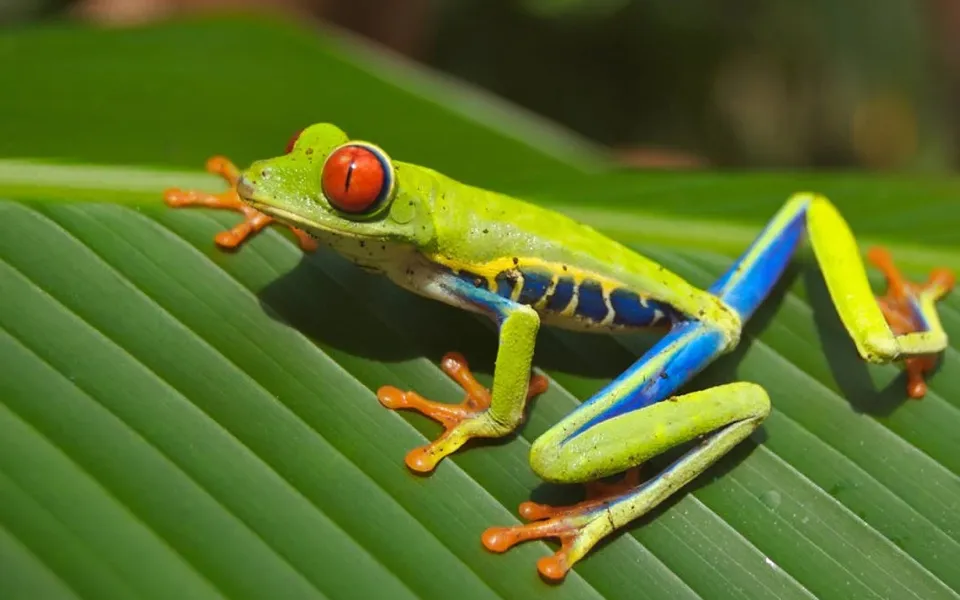 Costa Rica