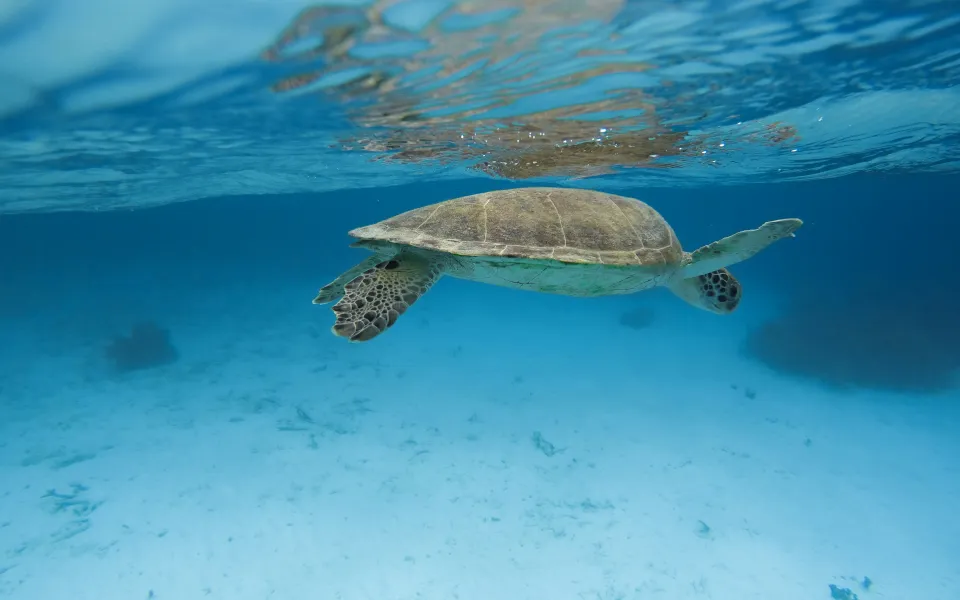 Stage visum Bonaire 1