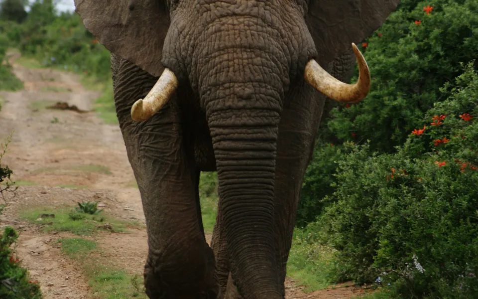 Stage visum Zuid-Afrika 1