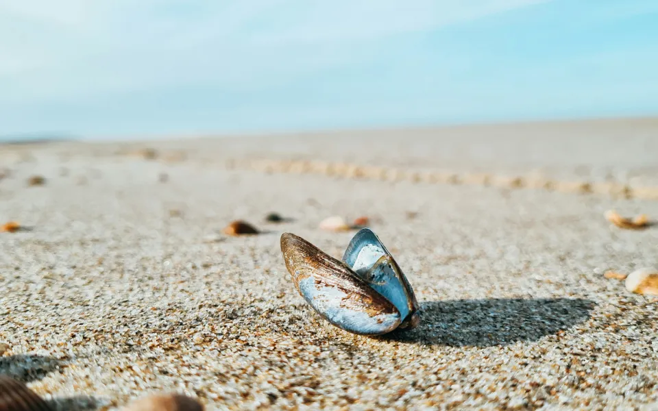 Steden stage Nederland