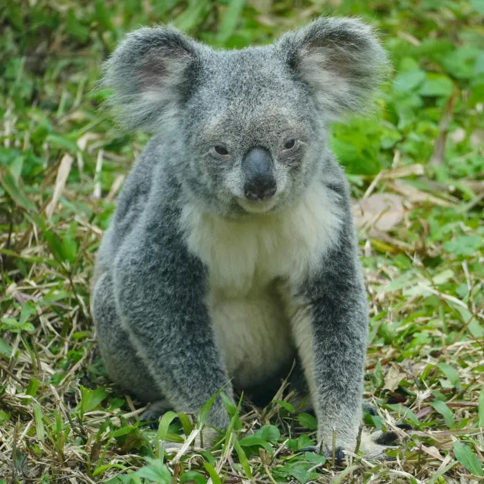 Wat vond je van de stad?  De stad is kleiner dan ik verwacht had. Jammer genoeg is er niet veel te beleven op het gebied van toerisme of highlights in de stad. Verder is het een vrij rustige stad en zijn de mensen erg vriendelijk. Wat ik wel erg mooi vond aan de stad is dat er overal natuur te vinden is.  Wat vond je van de stage?  De stage is mij goed bevallen. De eerste weken waren heel erg lastig omdat ik een beetje last van heimwee had. Maar achteraf kijk ik toch positief terug op een leuke en leerzame 