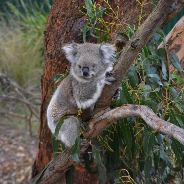 Jacqueline in Sydney tijdens haar stage